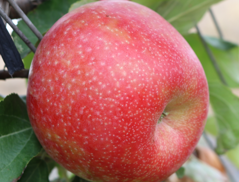 Apple without bitter pit