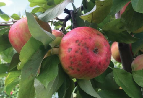 Apple showing bitter pit